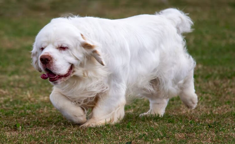 Clumber Spaniel